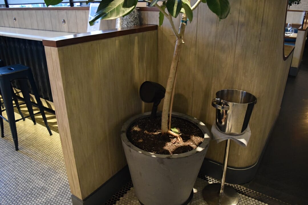 Planter speakers help to provide consistent sound coverage throughout the entire restaurant, while also being aesthetically pleasing!